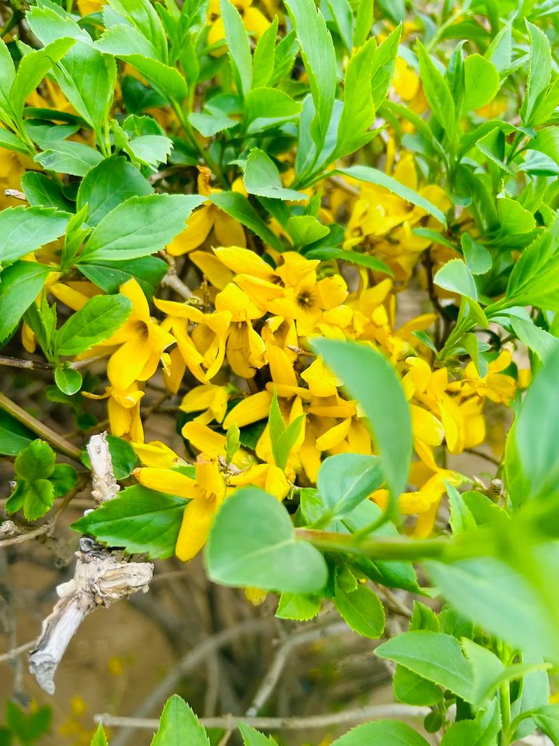 科研去祛斑_科研祛斑祛痘